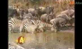 Zebra vs Crocodile. Zebra Destroys the Crocodile.