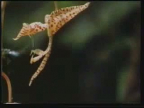 Tohum Mucizesi 3/7 www.bitkidunyasi.net