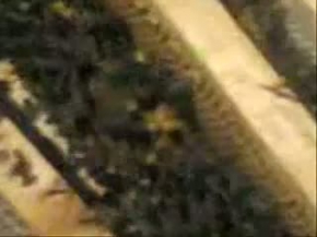 Ana Arı Görüntüsü