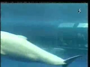 Yunus Balığın Doğum Anı