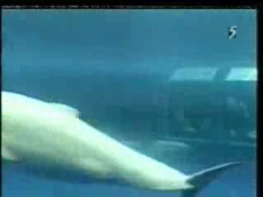 Yunus balığı Doğum yapıyor. Anne çok heyecanlı