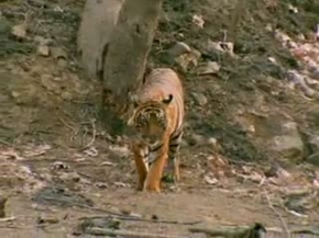 Tiger vs Bear - full scene
