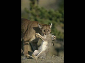 Cougar vs Bear, Mixed with wildlife shots. 