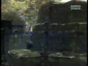 Lion vs Tiger (animal face off)