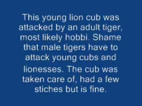 Male Tiger attacks Cub (After that , the tiger got owened )