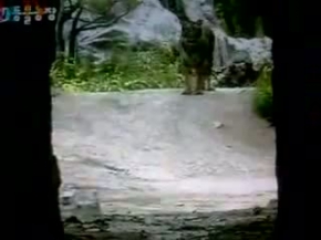 Asiatic Lion chasing Male Tiger