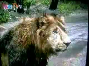 Lion attacks male Tiger (Tiger submitting)