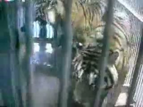 Lioness shows 3 Male Tigers who the boss is !