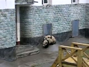 Panda Cubs On A Slide