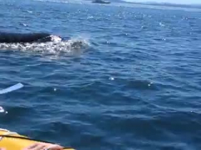 Kayaking with Killer Whales