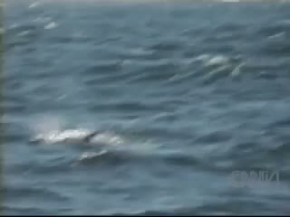 Killer Whale vs Great White Shark