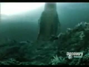 Great White Shark vs SaltWater Crocodile. Shark kills Croc.