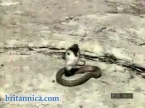 Mongoose Attacking an Asian Cobra (Britannica.com)