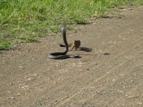 cobra vs mongoose