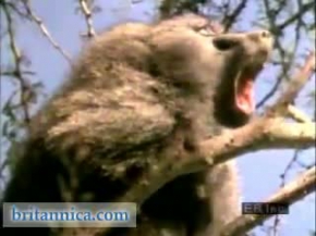 Baboons in Their Natural Habitat (Britannica.com)