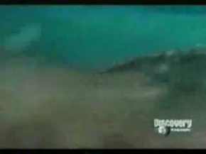 Bear vs Caiman. Bear totally Destroys and Owns Caiman.