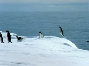 Penguins
