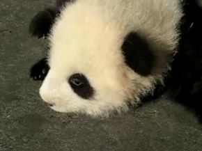The Most Pathetic Baby Panda Ever