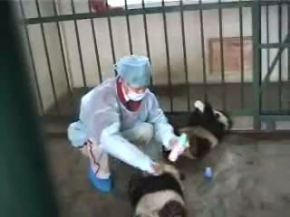 Baby panda milk time