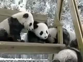 PANDA BABIES
