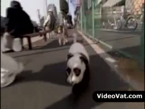 Panda Dog