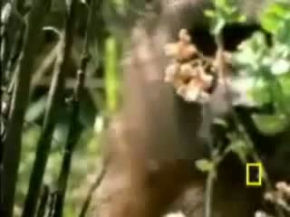 baboon eats flamingos