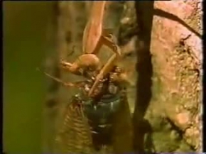 Giant Hornet vs Mantis