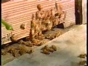 Giant Hornets vs Bees in white hive