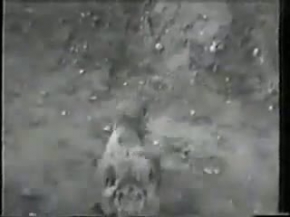 GEÇEK ASLAN VE KAPLAN DÖVÜŞÜ! LİON TİGER REAL FİGHT