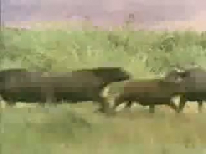 DİŞİ ASLANLARIN BUFALO AVI