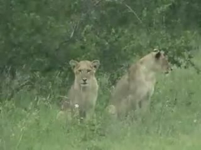 DİŞİ ASLANLARIN ZÜRAFA AVI