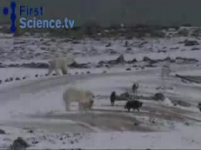 AYI KÖPEK KARDEŞ GİBİ