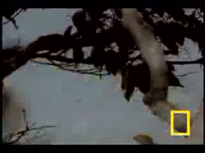 Kartal su yılanını nasıl avlıyor