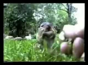 BU SİNCAP ÇOK İŞTAHLI