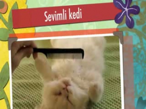 ÇOK ŞEKER BİR KEDİ