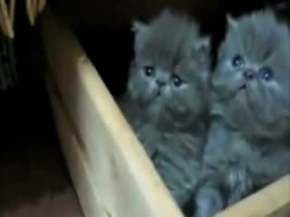 DÖRT SEVİMLİ YAVRU KEDİ