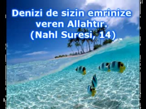 OYUNCU BALİNALARIN GÖSTERİSİ