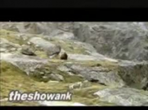 Yavru Ayı Kaçıyor Ama...