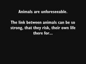 Yavrusunu Koruyan Anneler- HARİKA