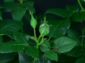 Ya Rasulallah - kokunu özledim