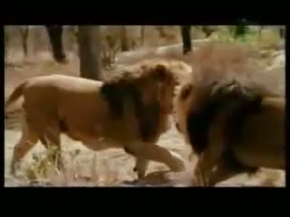 Aslan kavgası