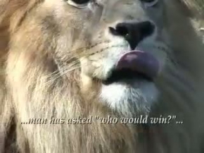 Lion or tiger / Aslan ve Kaplan
