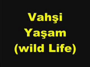 Vahsi Yaşam(Wild Life)