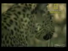 Vahsi Hayat - inanamiyacaksiniz