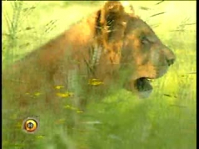 vahşi yaşam- afrika