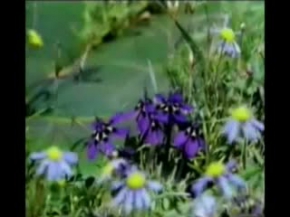 İlahi - hasan sağindik