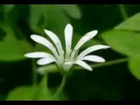 Müziksiz ilahiler 145 - Bulbuller sazda guller niyazda