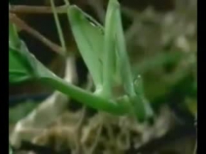 Peygamber Devesi Yılanı Böyle Avladı