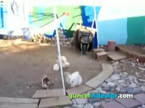 Tavşan İle Tavukların Kavgası
