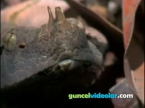 engerek yılanı fare avında